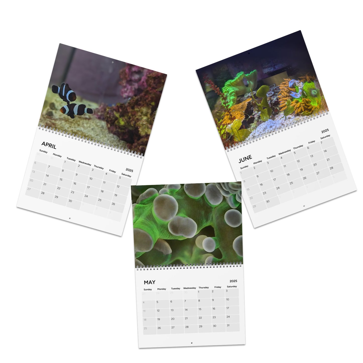 Anacorals Calendar 2025 with Fish and Corals