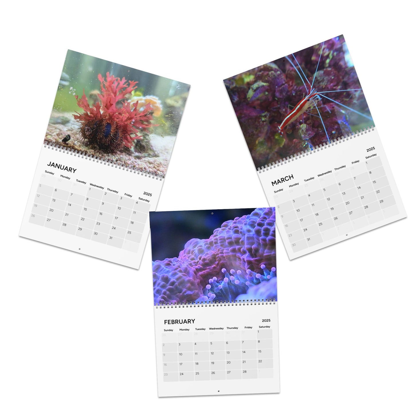 Anacorals Calendar 2025 with Fish and Corals