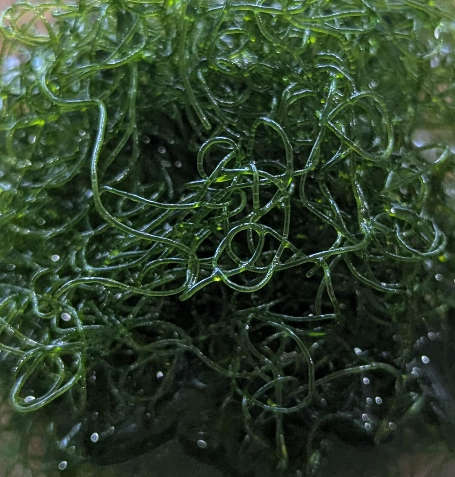 Chaeto Macroalgae