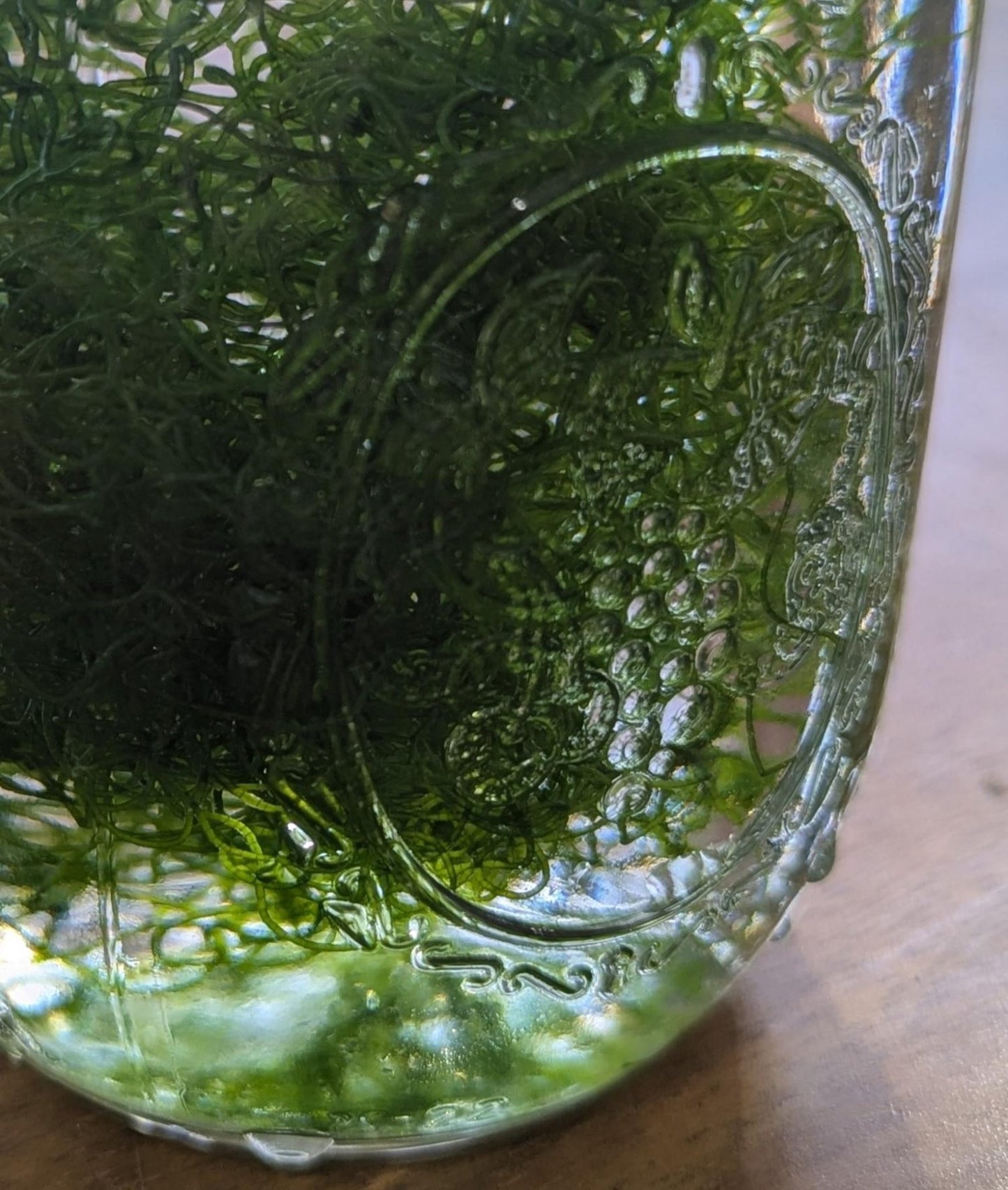 Chaeto Macroalgae