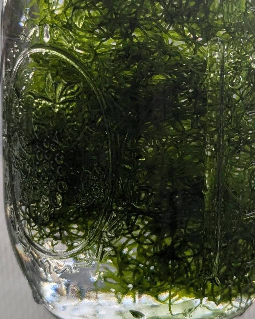 Chaeto Macroalgae