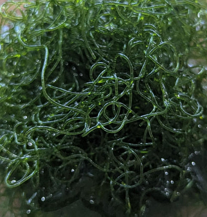 Chaeto Macroalgae