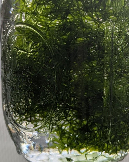 Chaeto Macroalgae